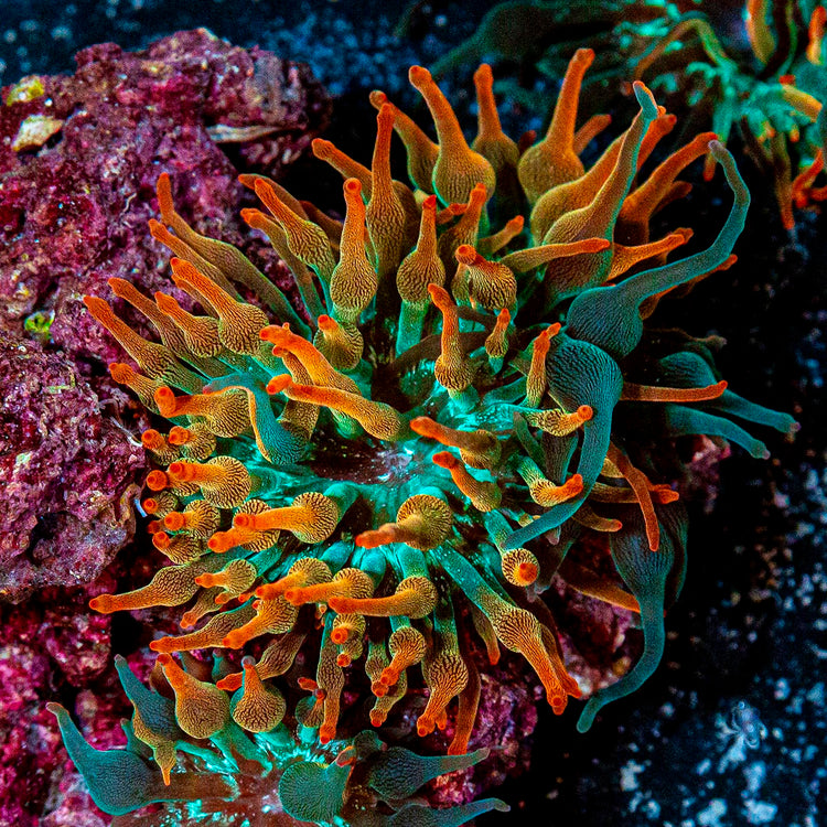 Anemones